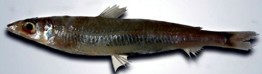 Argentina sphyraena_02.jpg